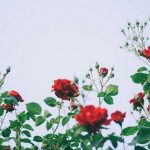 Semak Harum Pilihan Menambah Keindahan Halaman Rumah