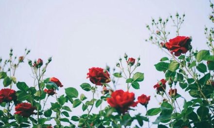 Semak Harum Pilihan Menambah Keindahan Halaman Rumah