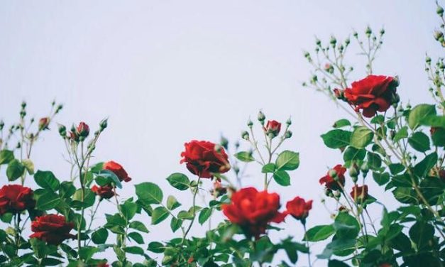 Semak Harum Pilihan Menambah Keindahan Halaman Rumah