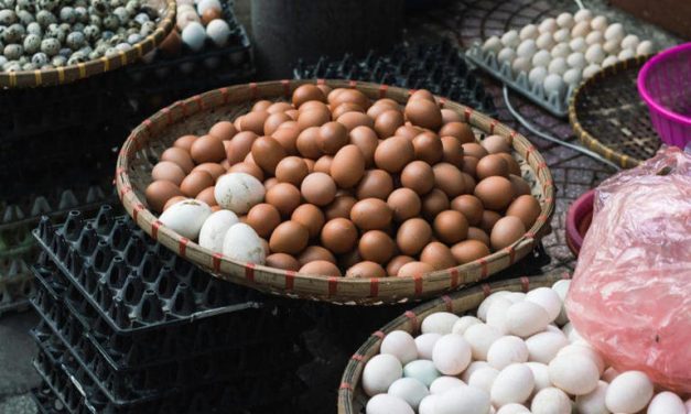 Peran Penting Telur Ayam Dalam Mencegah Stunting Pada Balita